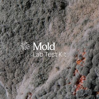 Mold & Fungus Surface Test